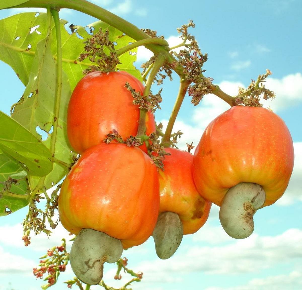 Import duty on raw cashew nuts should be enhanced to benefit local farmers.
