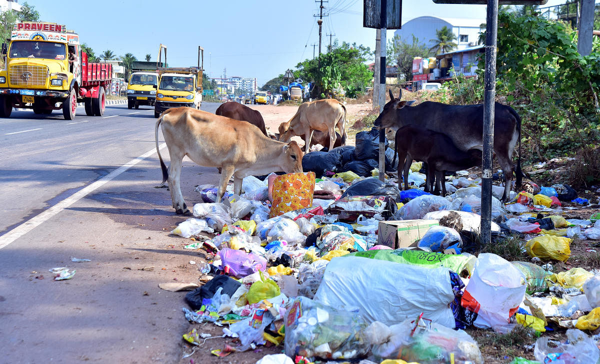Cattle feed on the trash dumped beside the road at Ambika Road Junction on NH 66. DH Photo/Govindraj Javali