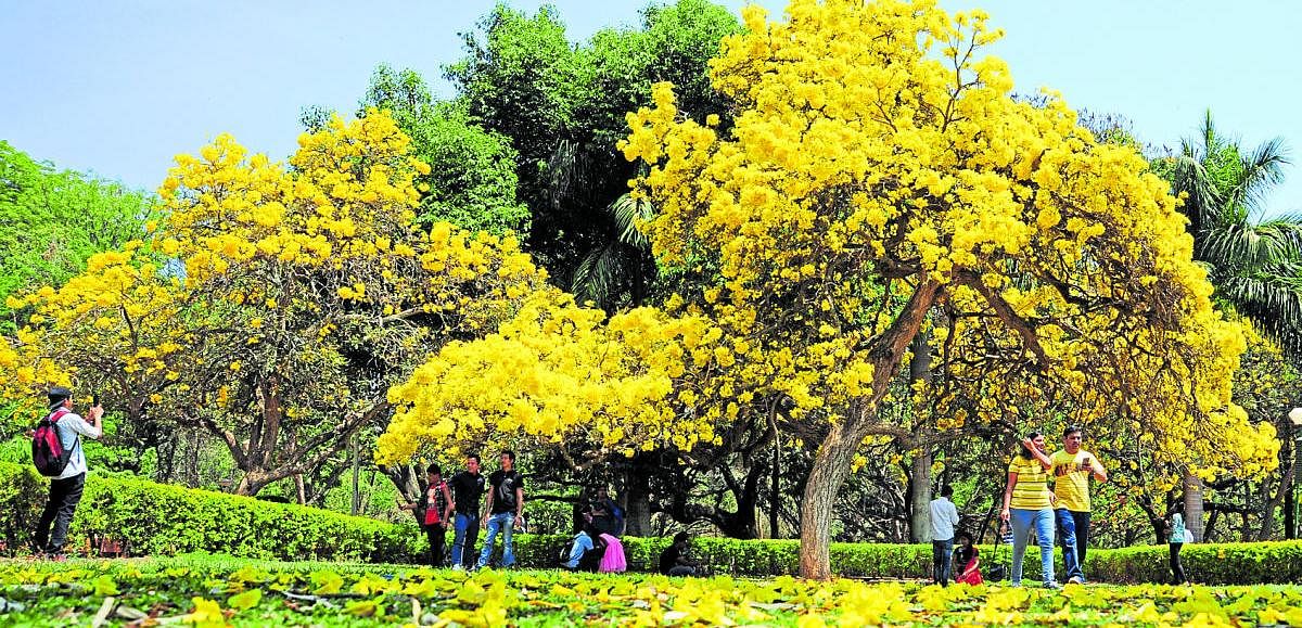 Tabebuias of yellow and pink (below) blooms in Bengaluru. Photos by Ranju P and Sudheesha K G