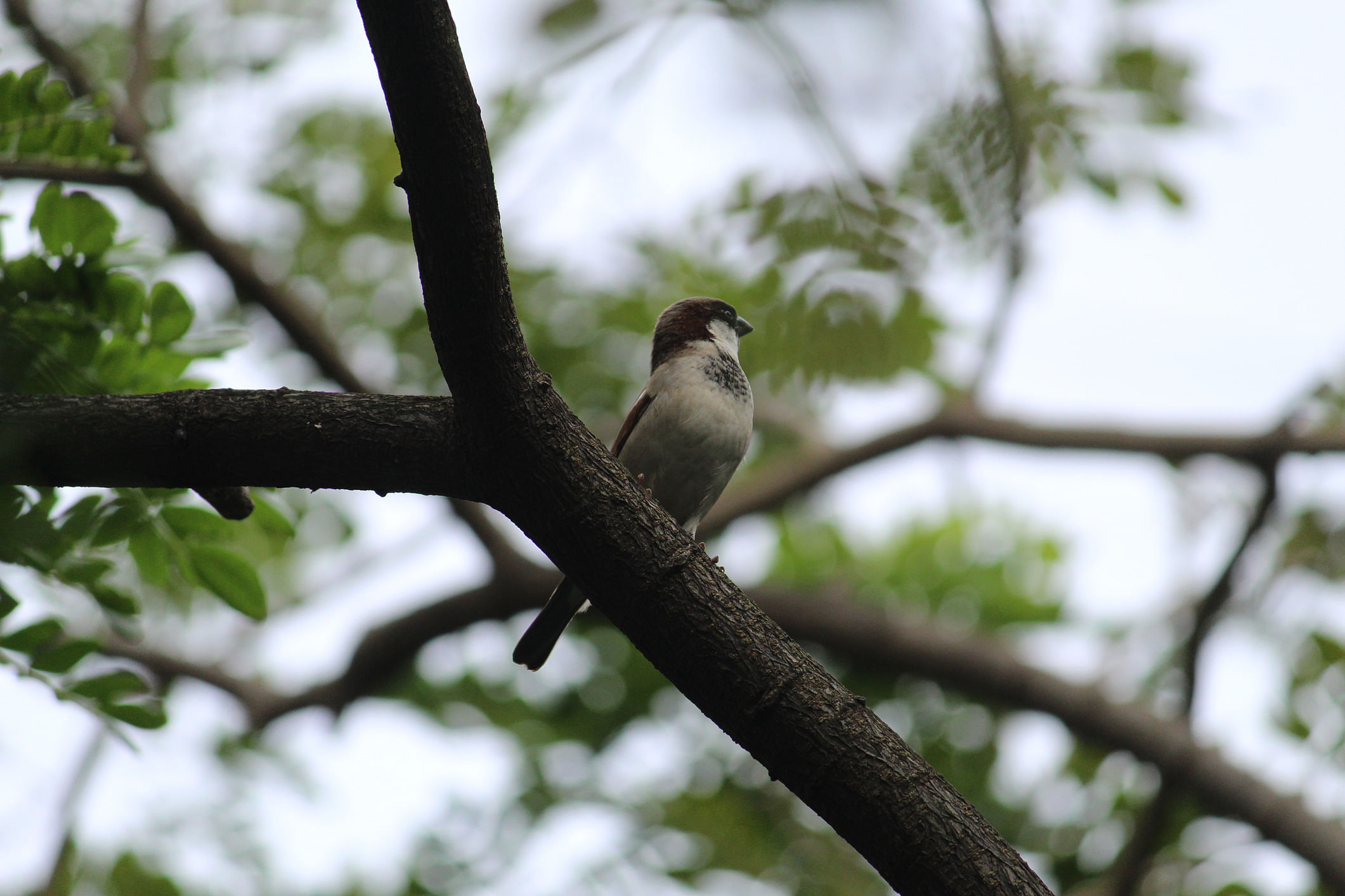 A sparrow sits on a branch. (Representative photo: iStock)