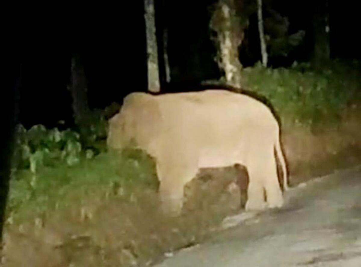 An elephant that was spotted on the road at Devaramane in Mudigere taluk recently. 