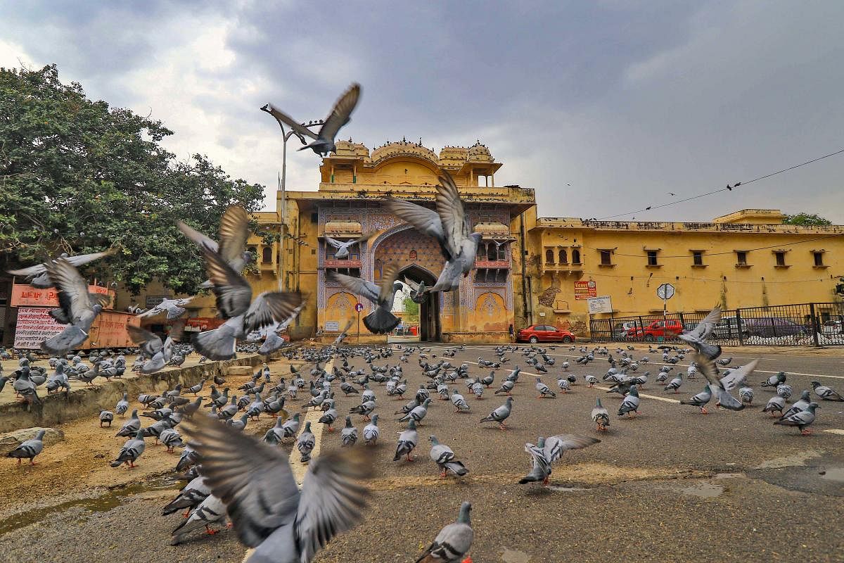 Pigeons seen at the deserted Jalebi Chowk during the lockdown imposed in the wake of the novel coronavirus pandemic, in Jaipur, Rajasthan. (PTI Photo)