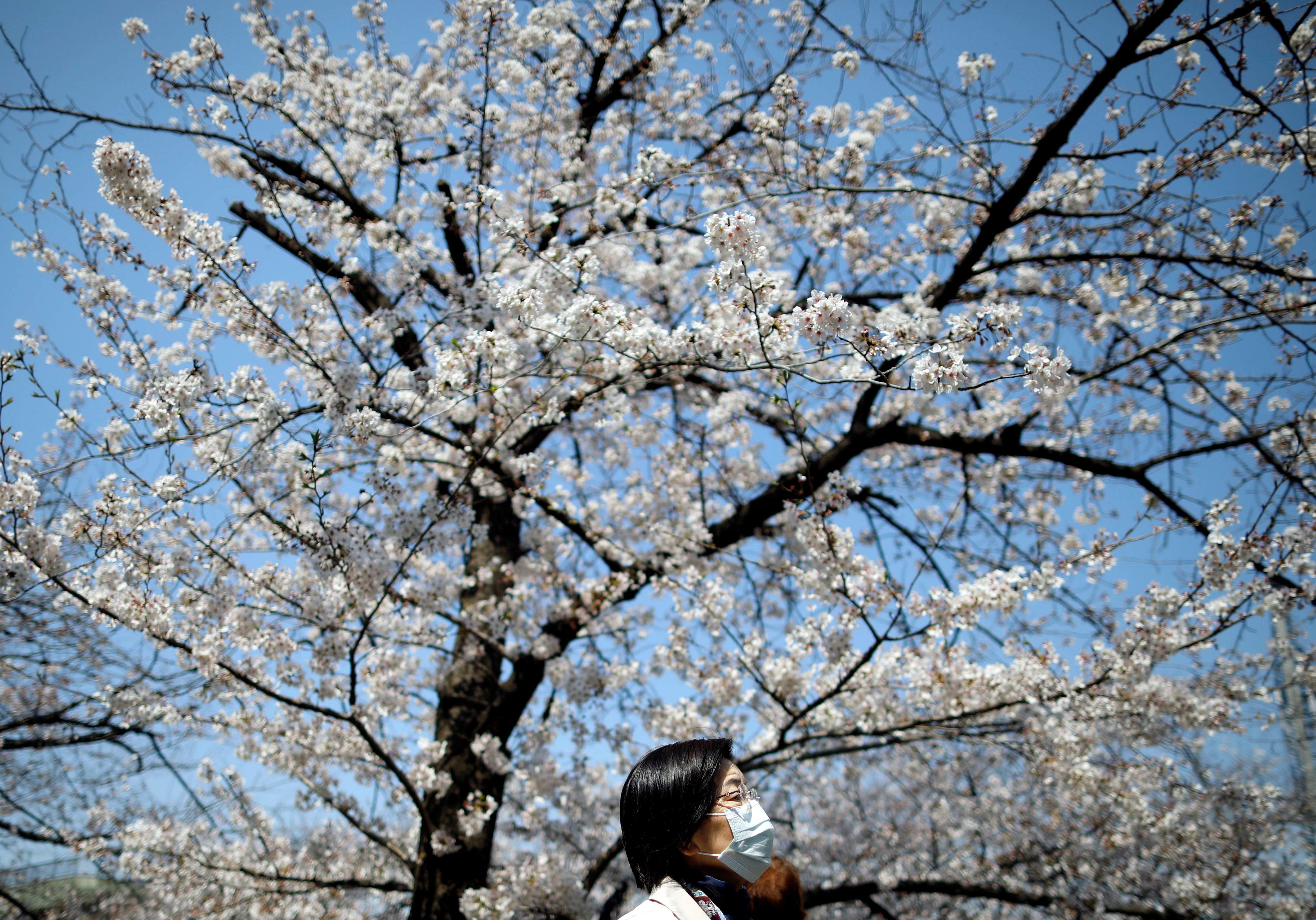 A woman wearing a protective face mask following an outbreak of the coronavirus disease (COVID-19) walks past under blooming cherry blossoms in Tokyo. (Credit: Reuters)