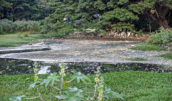 A contaminated Halasuru Lake. DH file photo