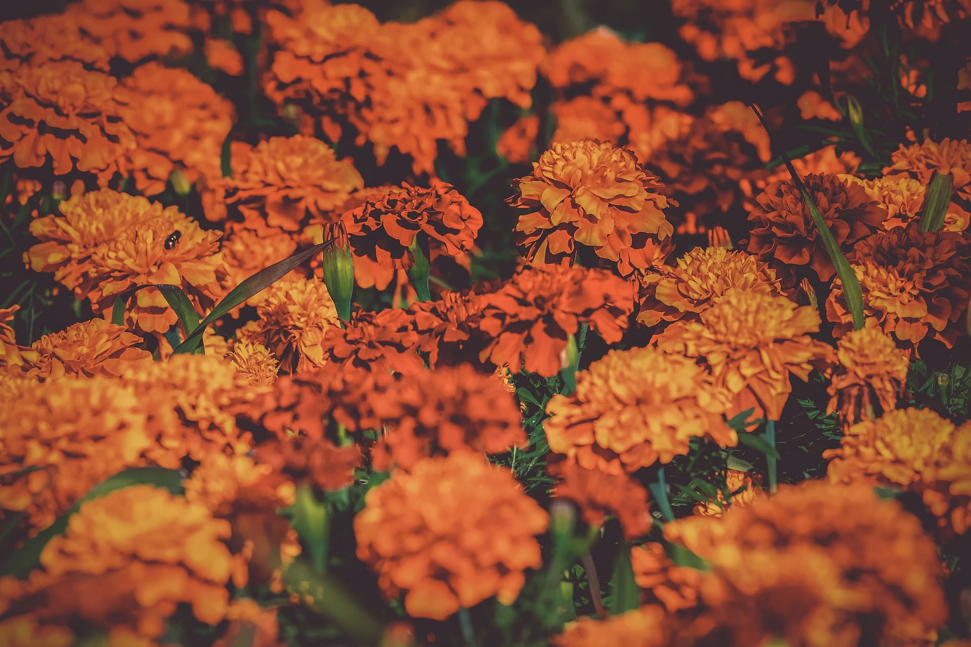 Over the past few years, KIA has witnessed a huge growth in flower exports due to the availability of a CoolPort, equipped with temperature monitoring and cold rooms, with varying temperatures to handle commodities with different requirements. Representative image/Pixabay
