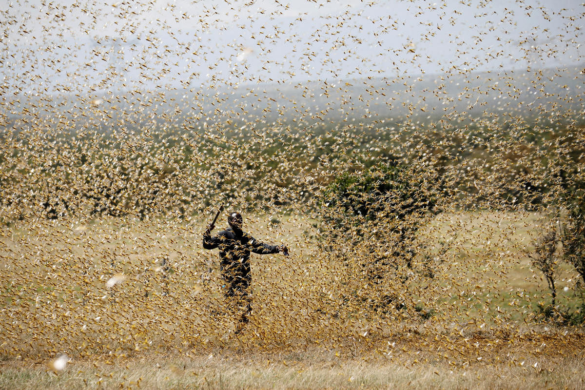 A man attempts to fend-off a swarm of desert locusts at a ranch near the town on Nanyuki in Laikipia county. Credit: Reuters File Photo
