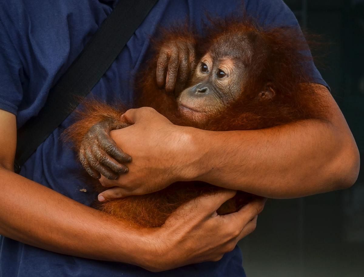 An officer of the forest protection and nature conservation from the environment and forestry ministry holds an orangutan baby (pongo abelli) in Pekanbaru. Credit: AFP Photo
