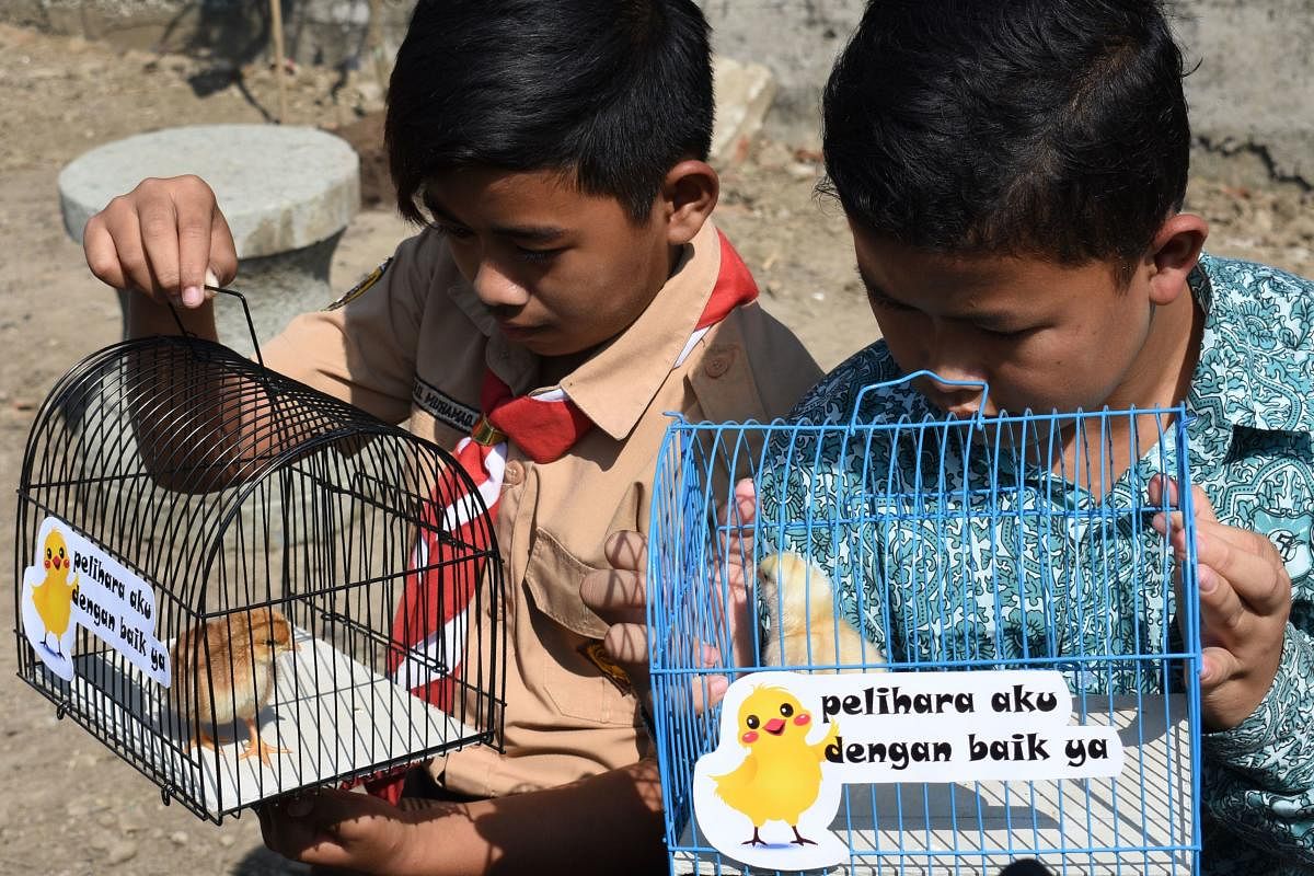 Indonesian pupils look at chicks in cage. (Photo by AFP)