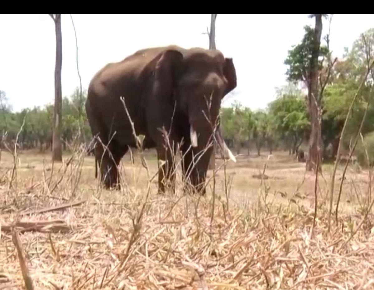 An elephant at Dubare camp