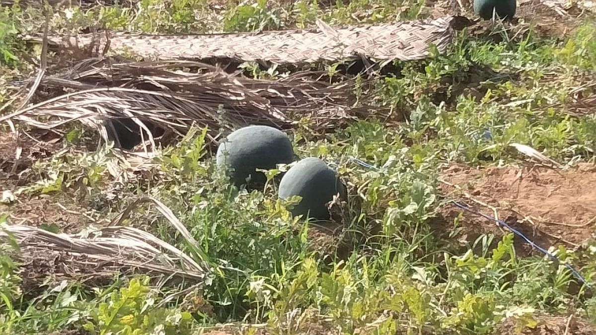 Watermelon cultivated at the villages in and around Polali.