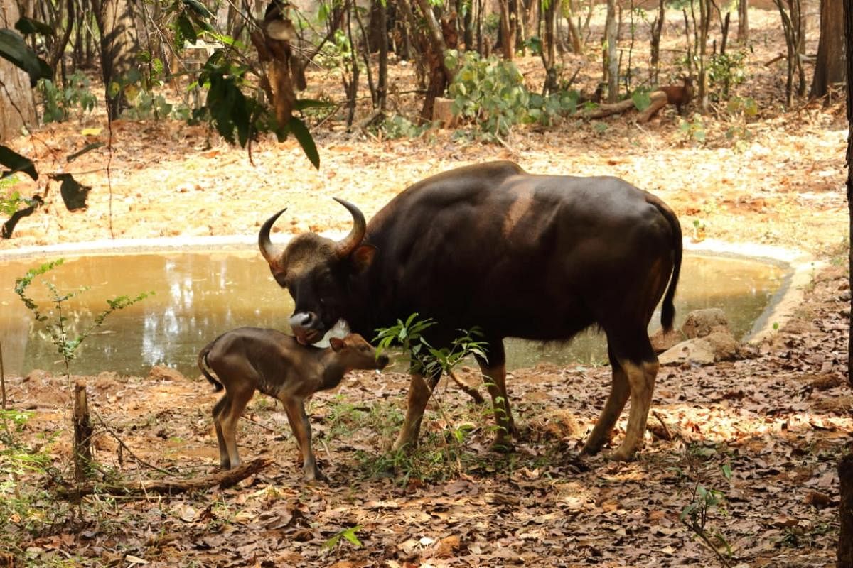 The bison with its calf at Pilikula Biological Park in Mangaluru.