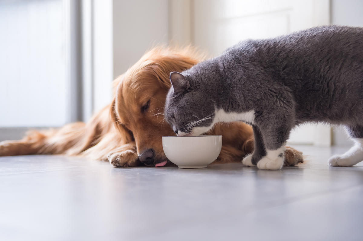 Vets are encouraging parents to find the right recipe for alternative food for their pet.