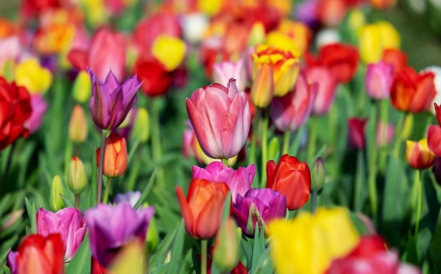 Tulip garden (Picture credit: Pixabay)