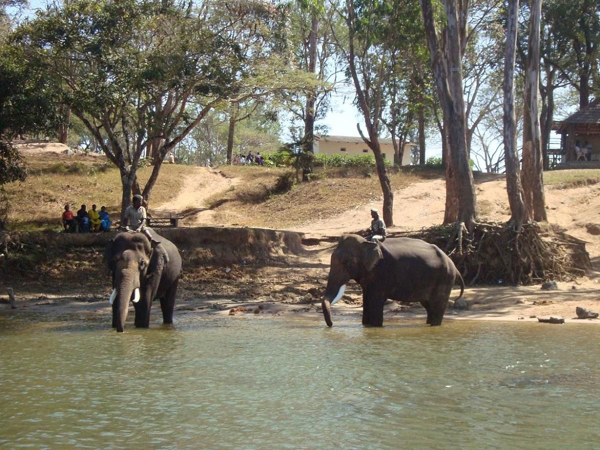 The elephant camp in Dubare.