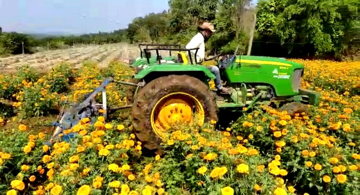 A tractor was engaged by farmer Bhagirathi Shivarudrappa to destroy marigold cultivated on her farm in Avaredalu village.