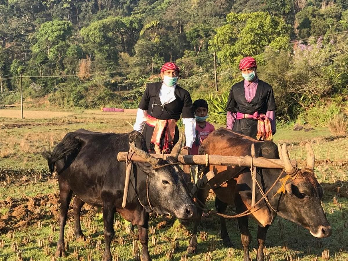 Members of Codava National Council celebrate Edamyar festival in a traditional manner, in a paddy field in Bettattur, in Madikeri.