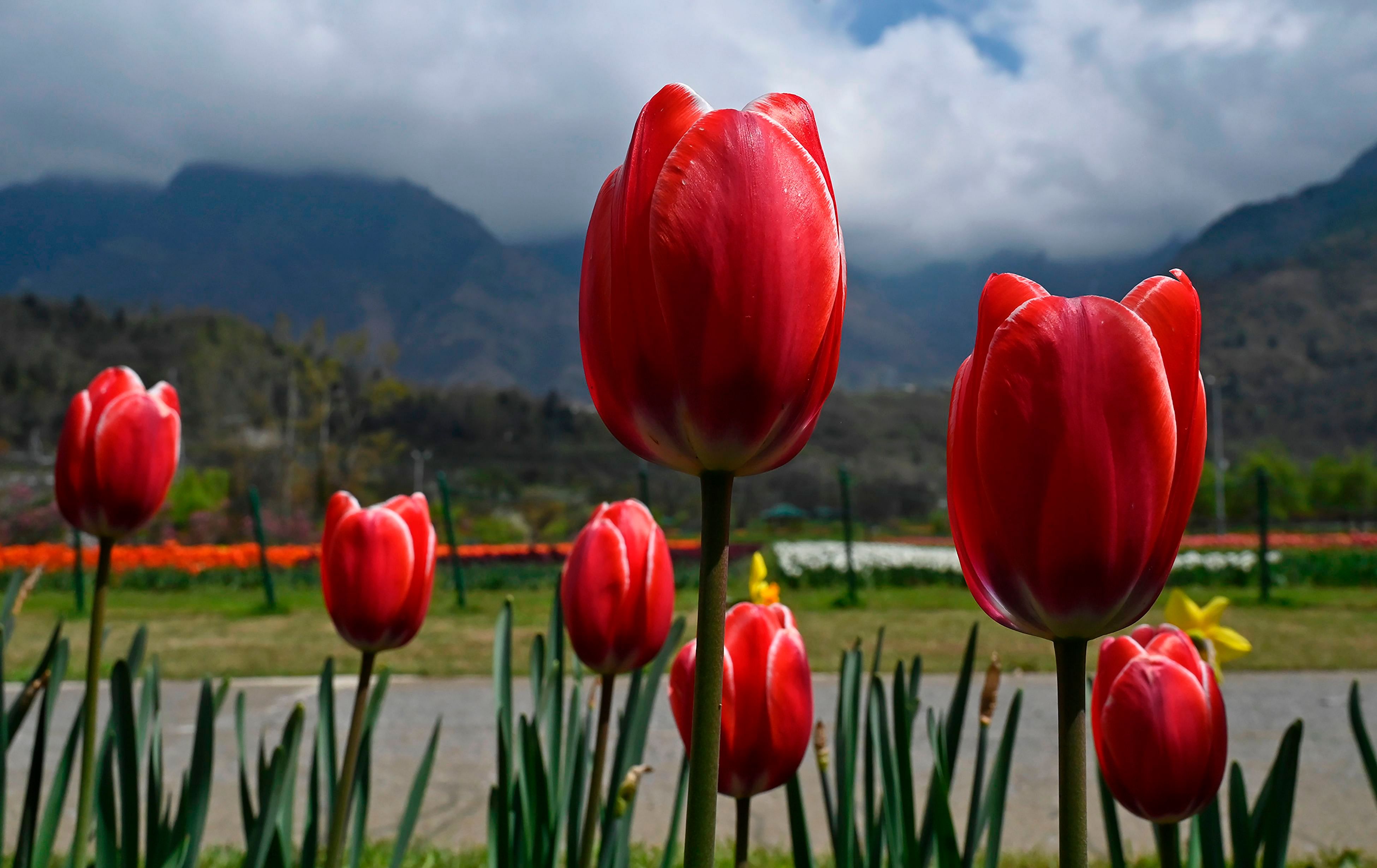 Tulips grow in a field as spring arrived in the region at the shutted Tulip Garden. Credit: AFP Photo