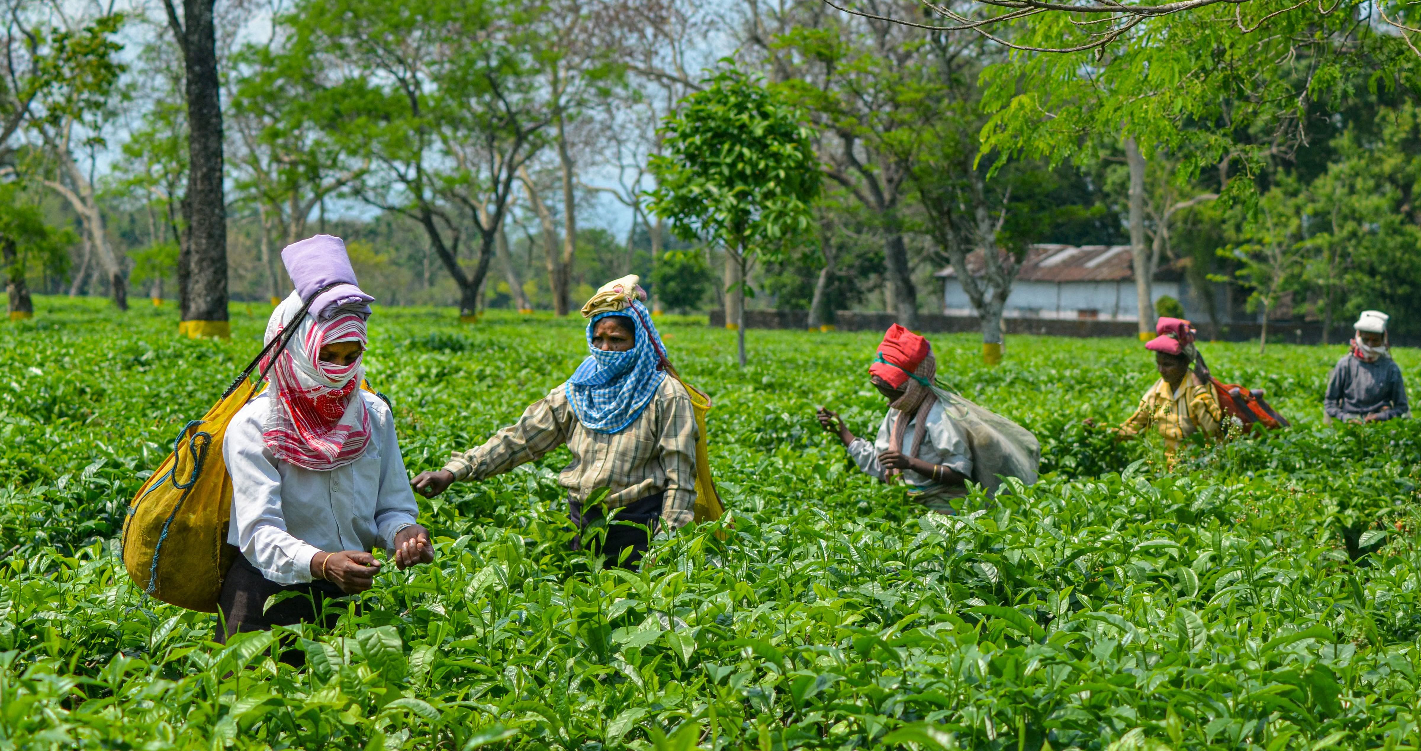  Women belonging to the tea-tribe community work at a garden during the nationwide lockdown in Dibrugarh, Assam. (Credit: PTI)