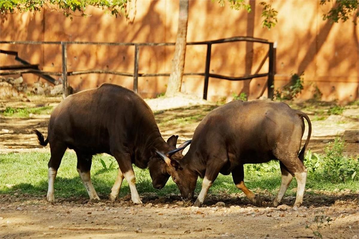 Gaurs in a friendly fight at the Mysuru Zoo.