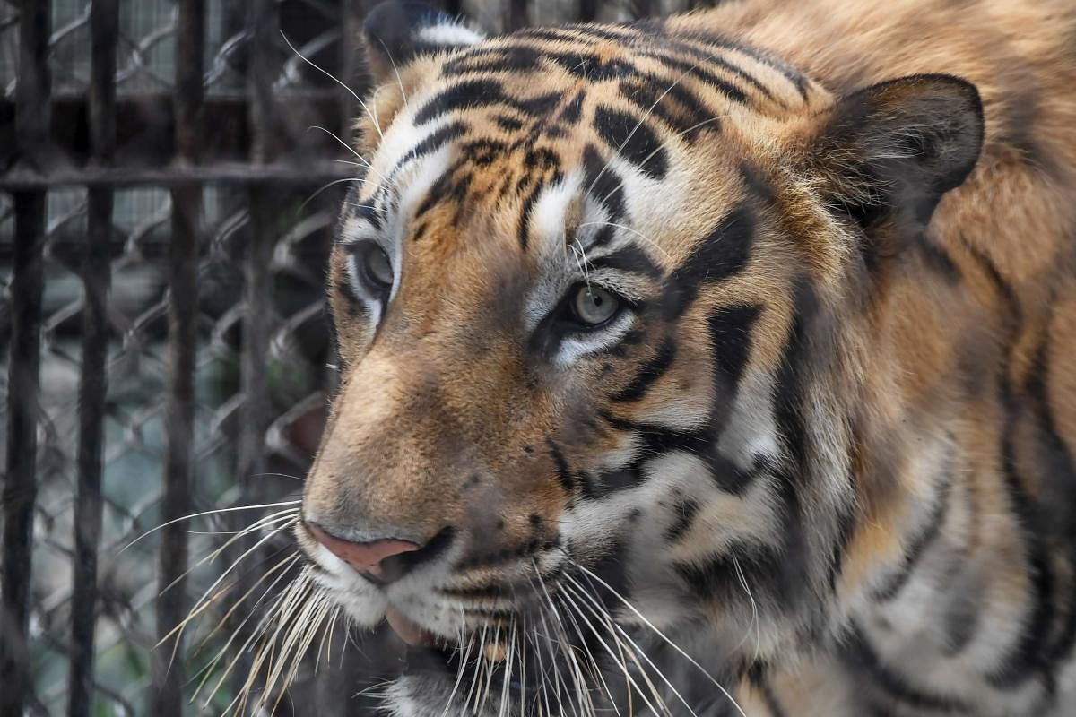 A tiger walks in a cage as disinfectant is being sprayed during a government-imposed nationwide lockdown as a preventive measure against the COVID-19 coronavirus, at Alipore Zoological Garden in Kolkata on April 7, 2020. (Photo by Dibyangshu SARKAR / AFP)