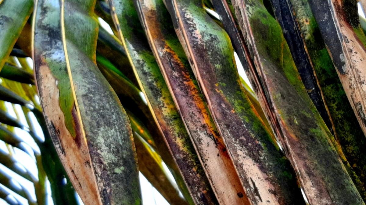 The coconut fronds affected by the white fly menace in Kadur taluk.