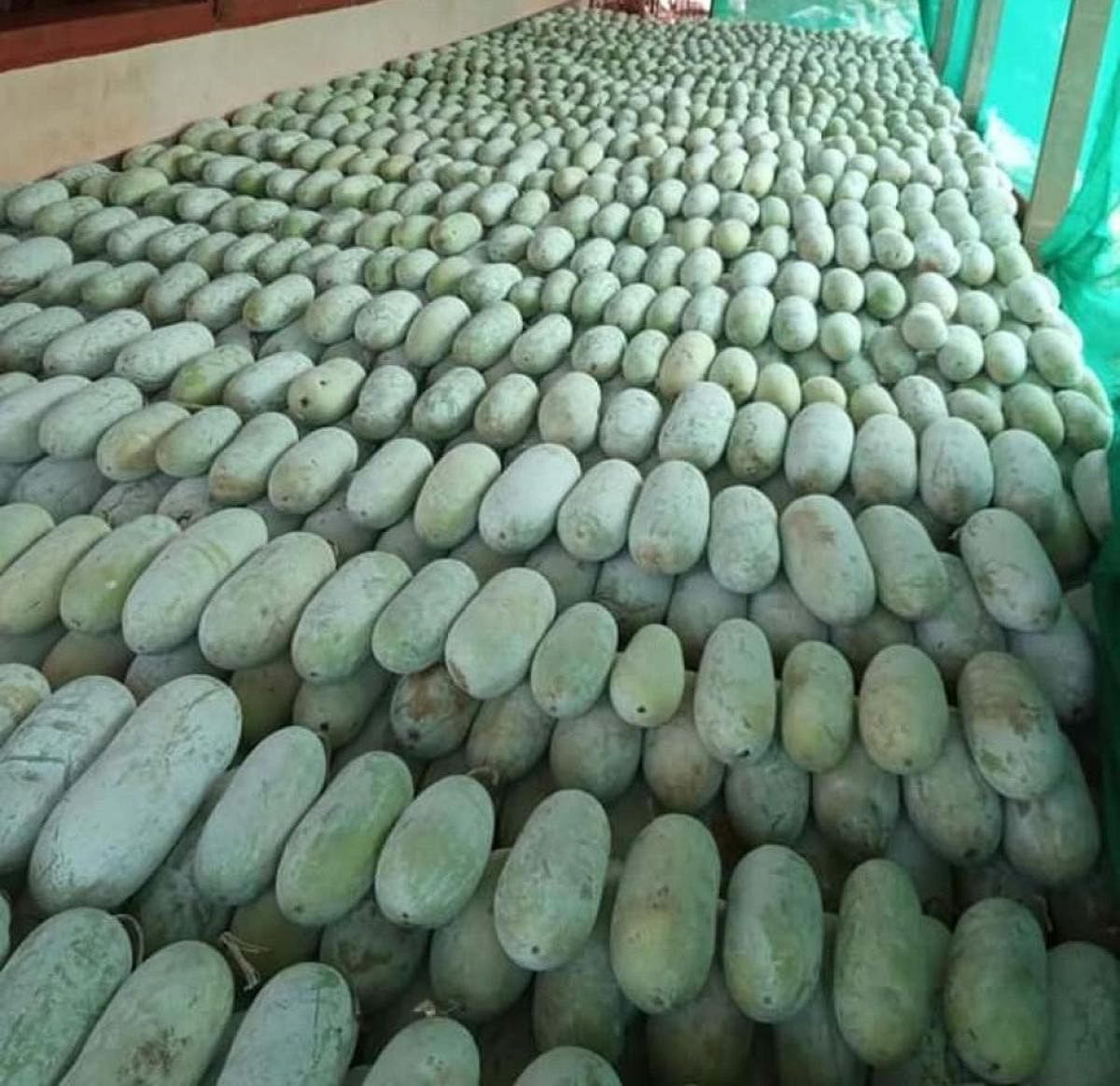 Ash gourd cultivated by Bykunje Shankaranarayana Bhat at Badiadka in Kasaragod district.