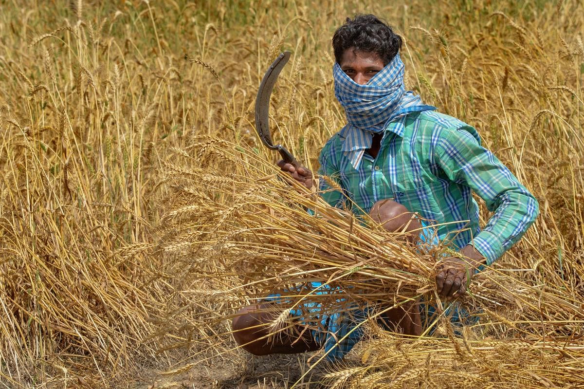 A farmer harvests wheat crops at a field during a nationwide lockdown in the wake of coronavirus pandemic, at Village Khabran in Rupnagar, Tuesday, April 14, 2020. (PTI Photo)