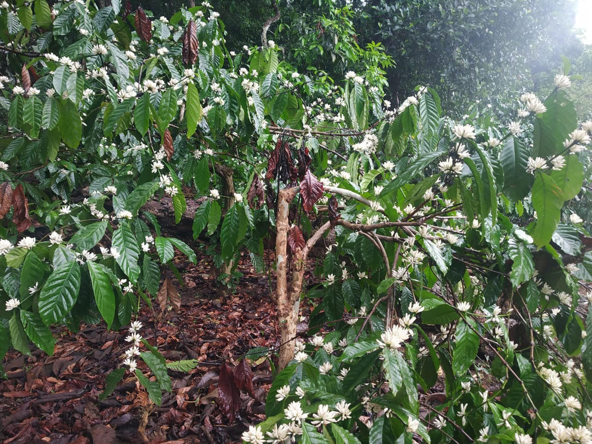 The coffee plants have blossomed following rain in Sringeri.