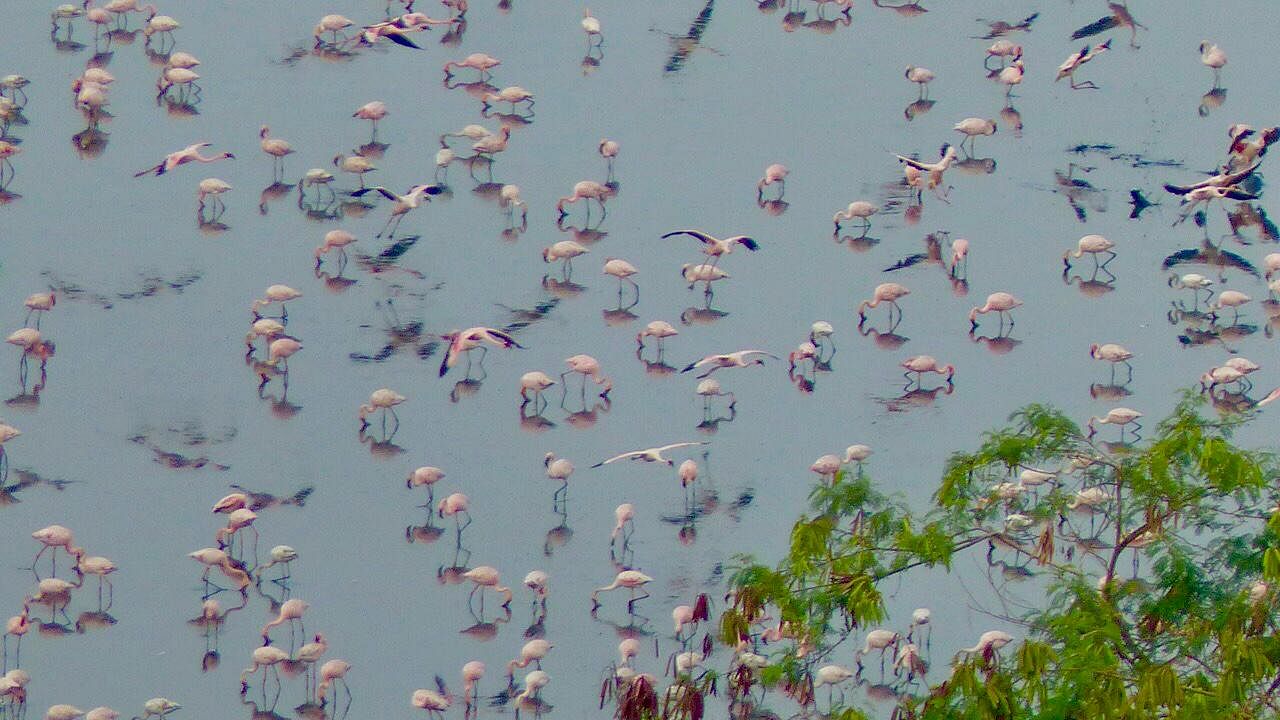 Flamingoes were first spotted in Mumbai in 1994. (DH Photo)