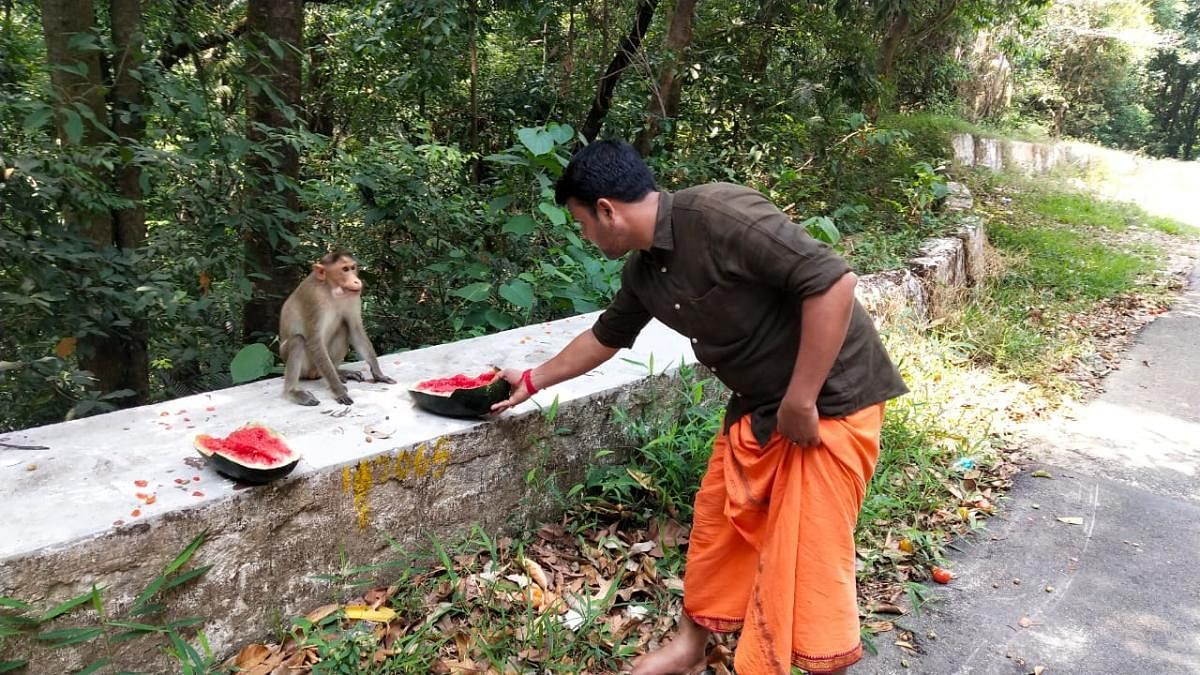 MLA Harish Poonja feeds a monkey on Charmadi Ghat road.