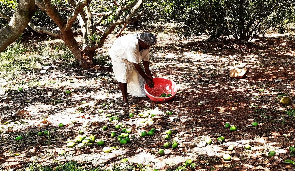 A farmer picks up fallen mangoes at a grove in Unkal village, Hubballi on Sunday.