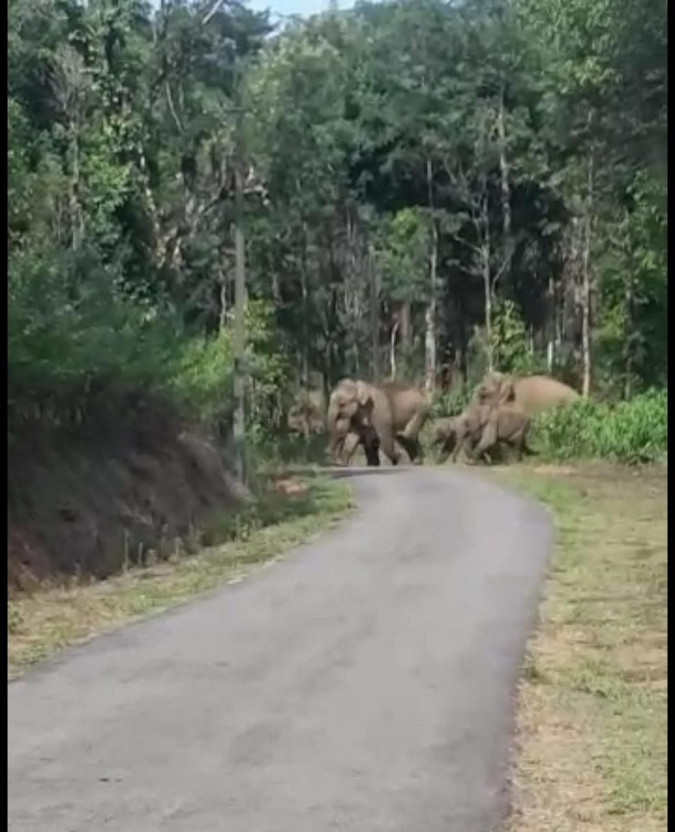 A herd of elephants crossing the road at Bettathooru in Madikeri taluk.