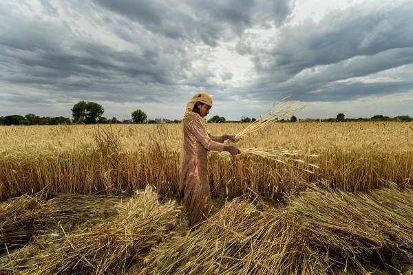 A farmer harvests wheat during during a nationwide lockdown in the wake of coronavirus pandemic, in Near Raispur village in Ghaziabad. (PTI Photo/Arun Sharma)