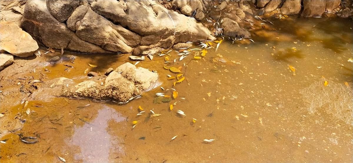 Fish found dead in Somavathi rivulet in Belthangady.