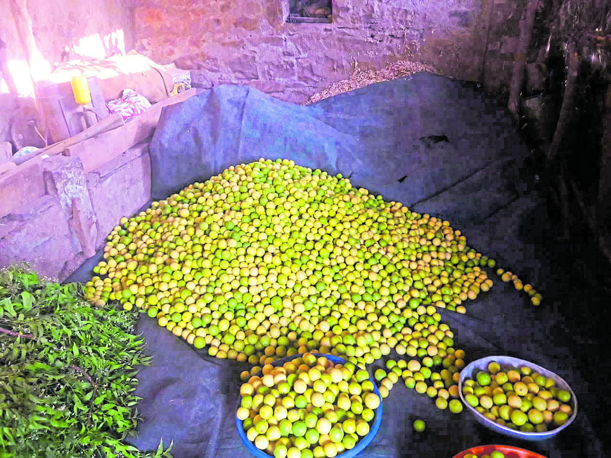 Lemons grown in Vijayapura