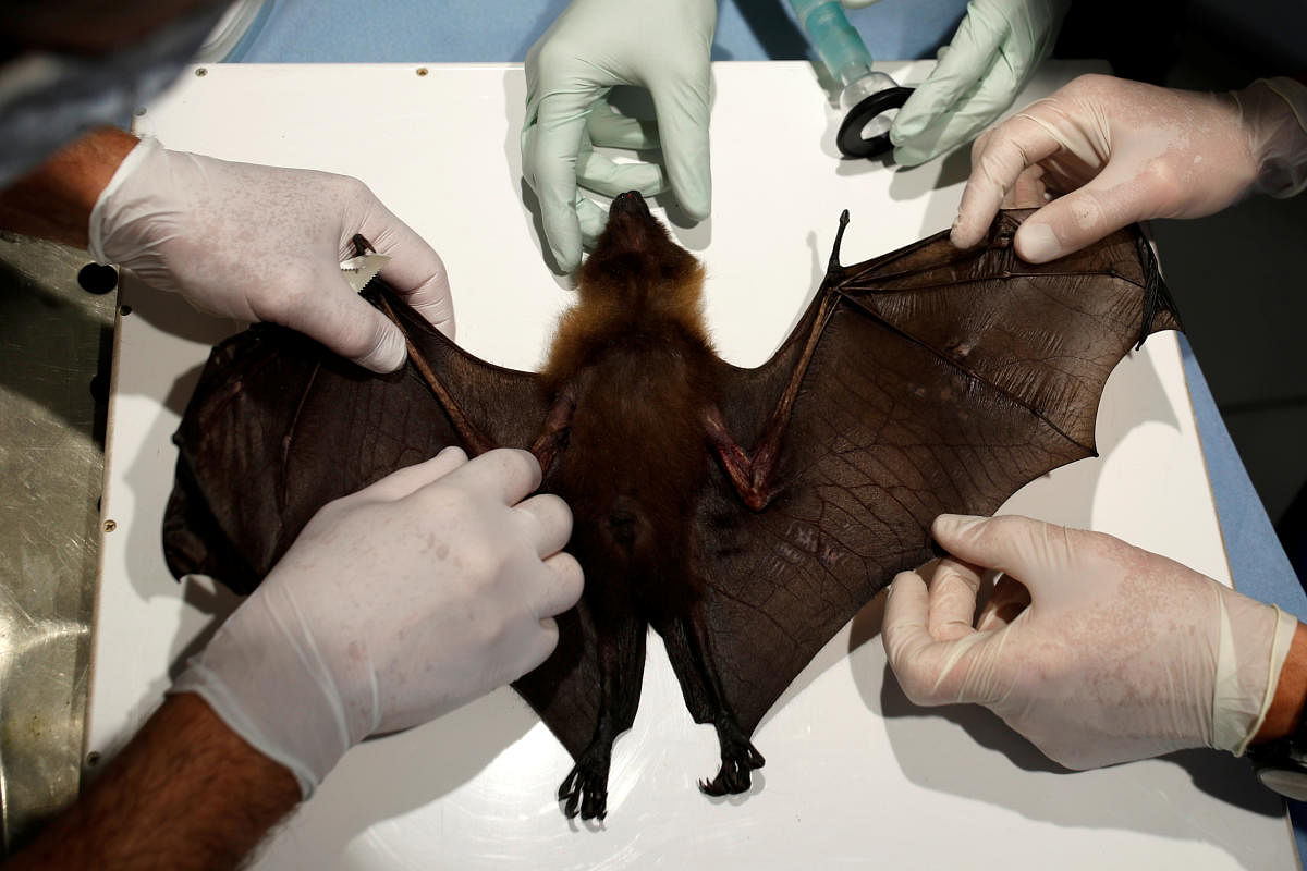 Bat being tested for coronavirus (Reuters Photo)