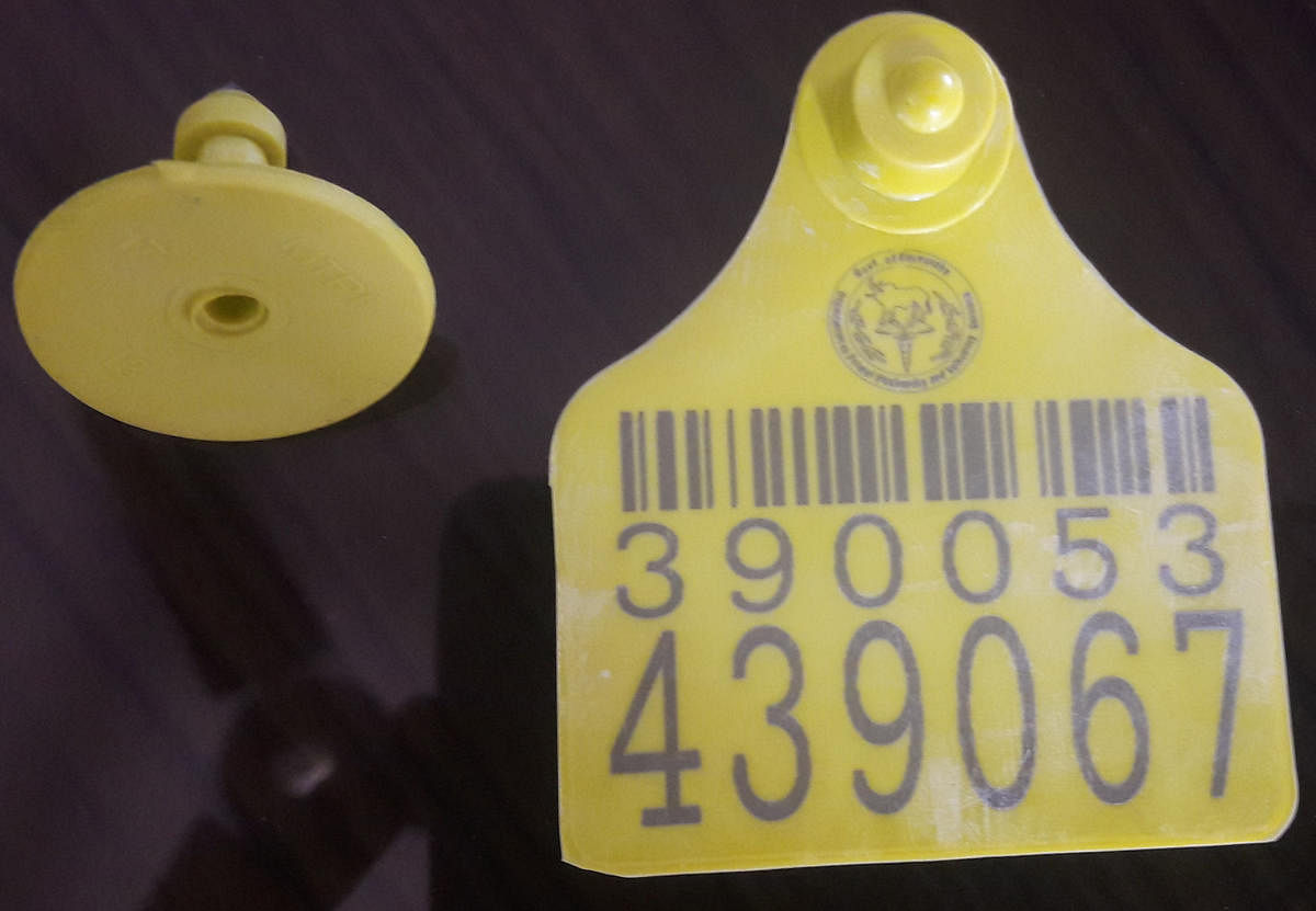 The special tag containing barcode and registration number that are fixed on milking cows in Chikkamagaluru district.