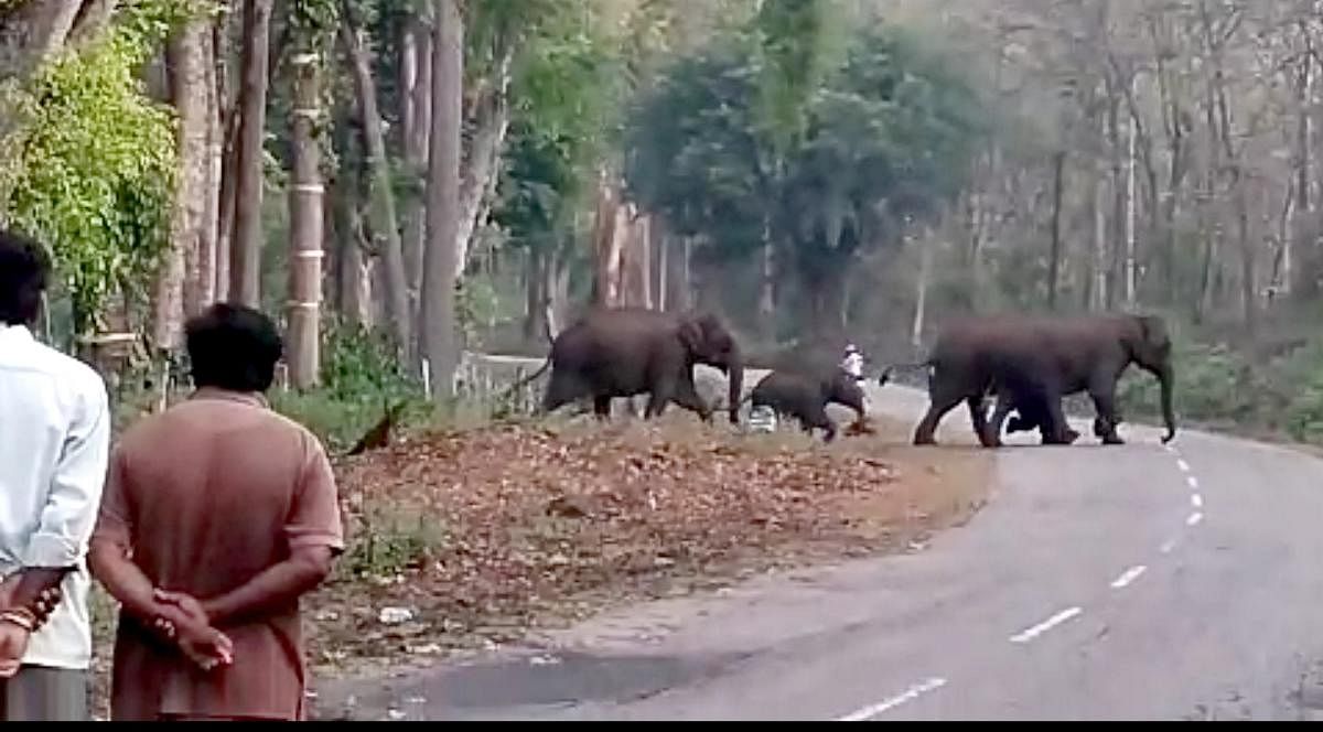 A herd of elephants crosses the road next to the coffee plantation belonging to Tata company in Kajur village near Somvarpet. DH Photo