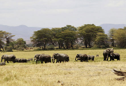A family of elephants graze in the open land during a census at the Amboseli National Park southeast of Kenya's capital Nairobi. Reuters