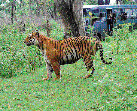 Many students shun research on wildlife due to denial or delay in granting permission to  enter forest areas. DH File PHOTO