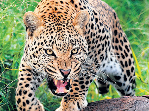 Mostly, attacks by leopards are defensive in nature, or occur during sudden encounters.PTI File Photo