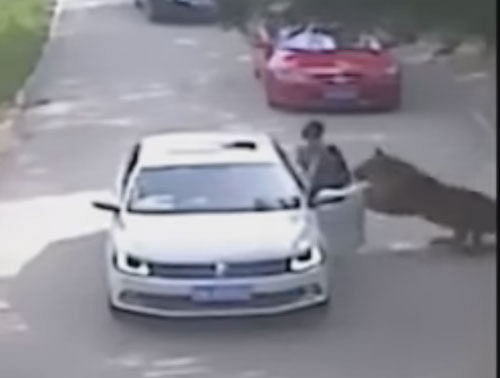 Tiger mauls woman to death in Chinese wildlife park (video)