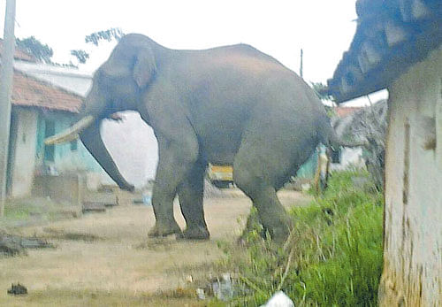 The incidents of wild animals straying into human habitations have increased in Karnataka over the years.  DH FILE&#8200;PHOTO