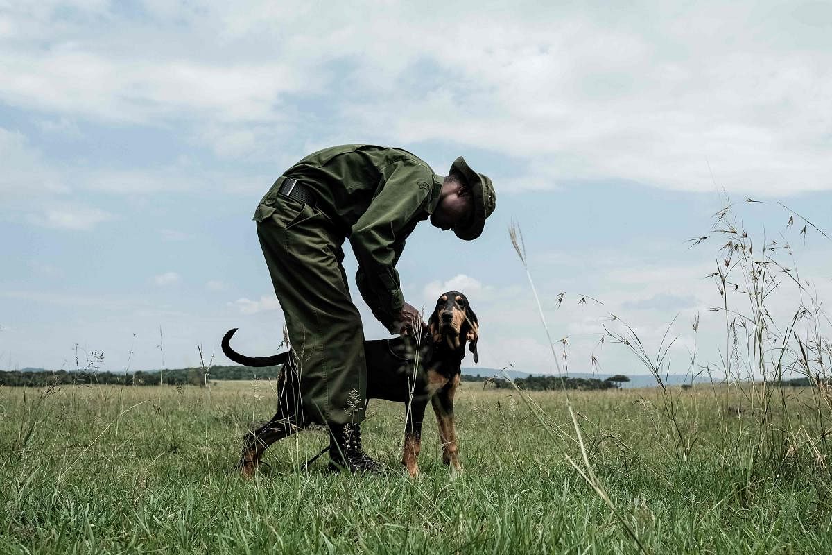 Anti-poaching dogs wildlife's best friends