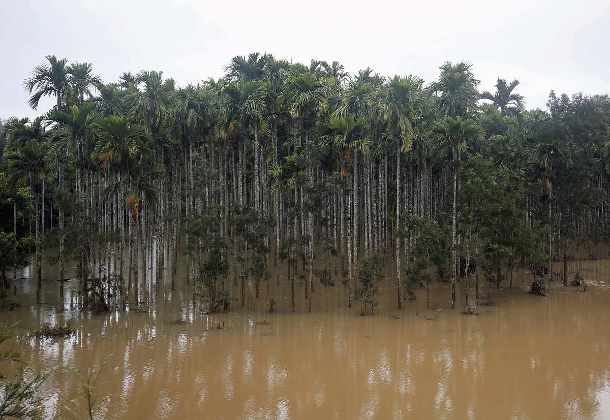Palm trees that are part of an areca nut farm are pictured in floodwaters of the Cauvery River, following heavy monsoon rains in Siddapur town in Karnataka. AFP photo