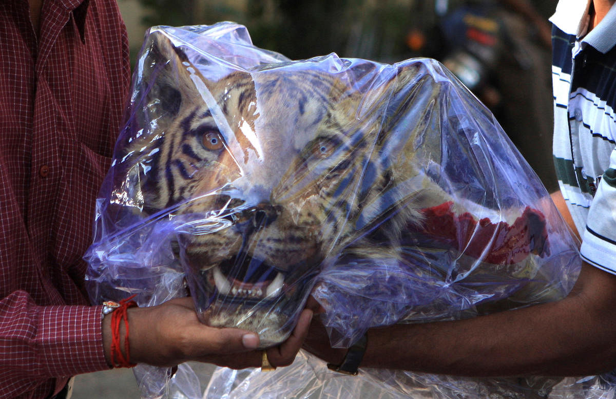  India's crime branch officers hold a seized head of a Royal Bengal tiger outside a hotel in Nagpur March 16, 2011. Reuters. 