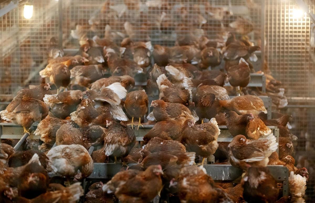 Birds in pultry farm suffering from bird flu (AFP File Photo)