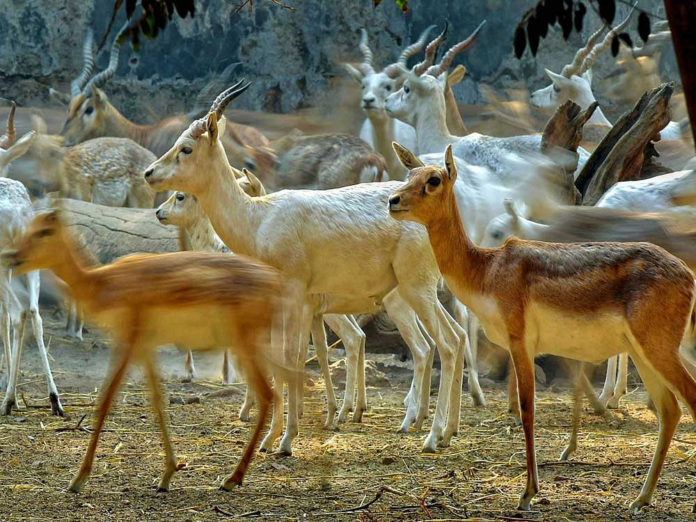 Under the MoU, a study will be conducted on wildlife habitats affected by the project's Nagpur Mumbai Super Communication Expressway and steps will be initiated to protect them. (PTI File Photo. For representation purpose)