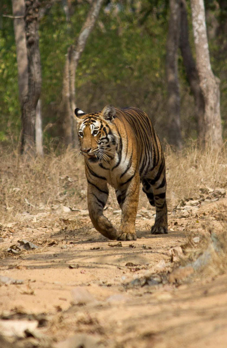 Go with Dh story by Boskey...Photo of tiger shared by Bandipur tiger reserve director. This photo has been taken at the safari.