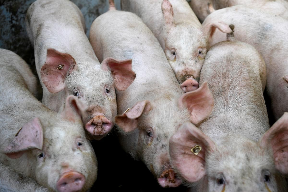 More than 7,000 pigs have been culled in farms in villages in two provinces feared to have been hit by the by a viral infection. (AFP Photo)